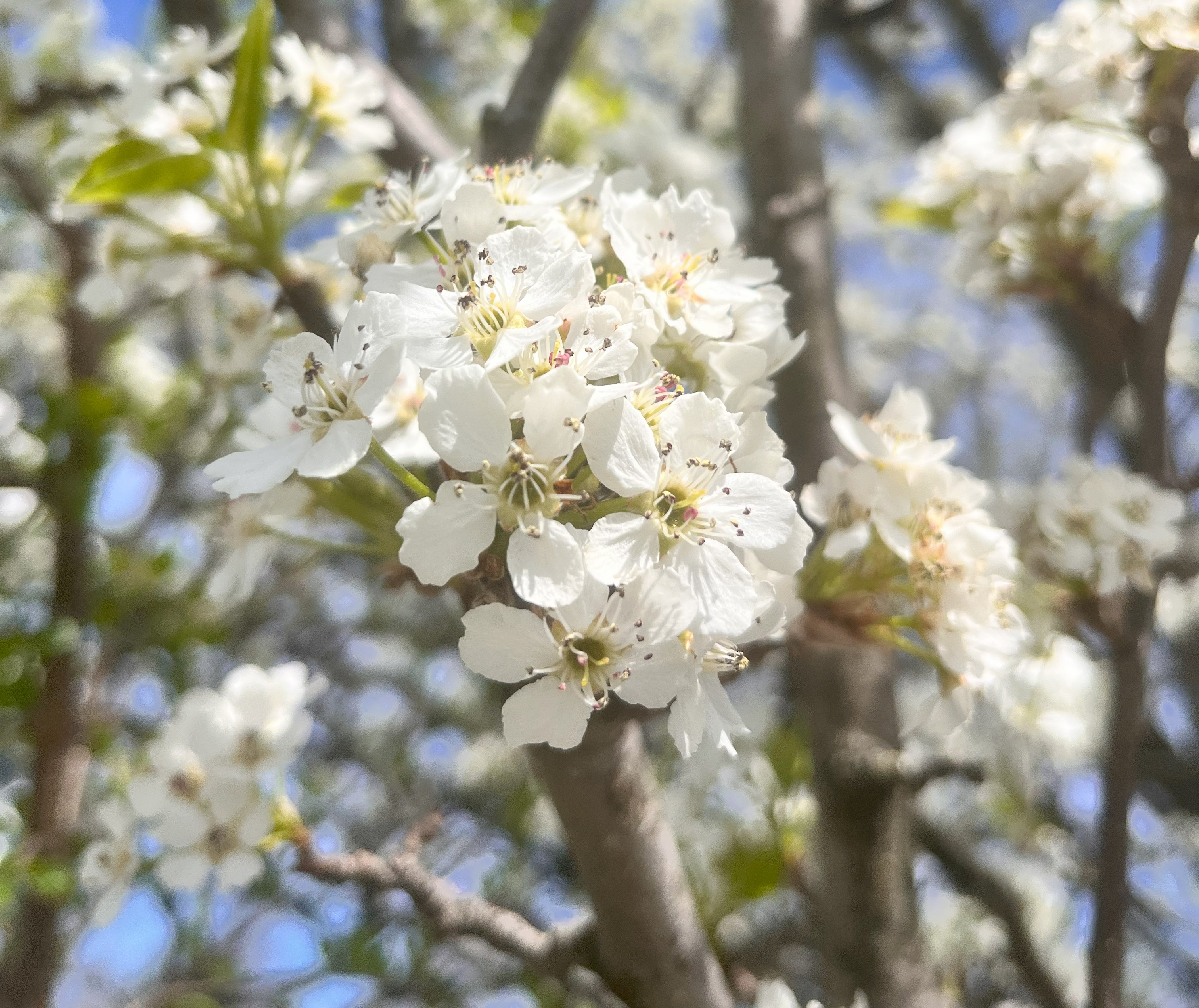 Image of a cluster of white flowers on a tree branch.